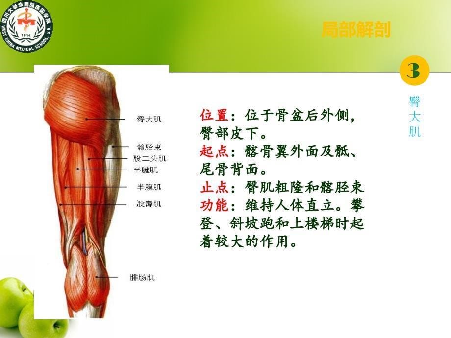 下交叉综合征 PPT_第5页