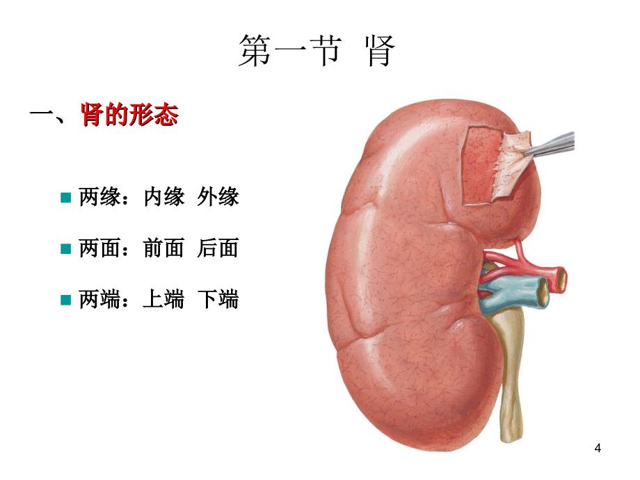 泌尿系统男性生殖系统PPT_第4页