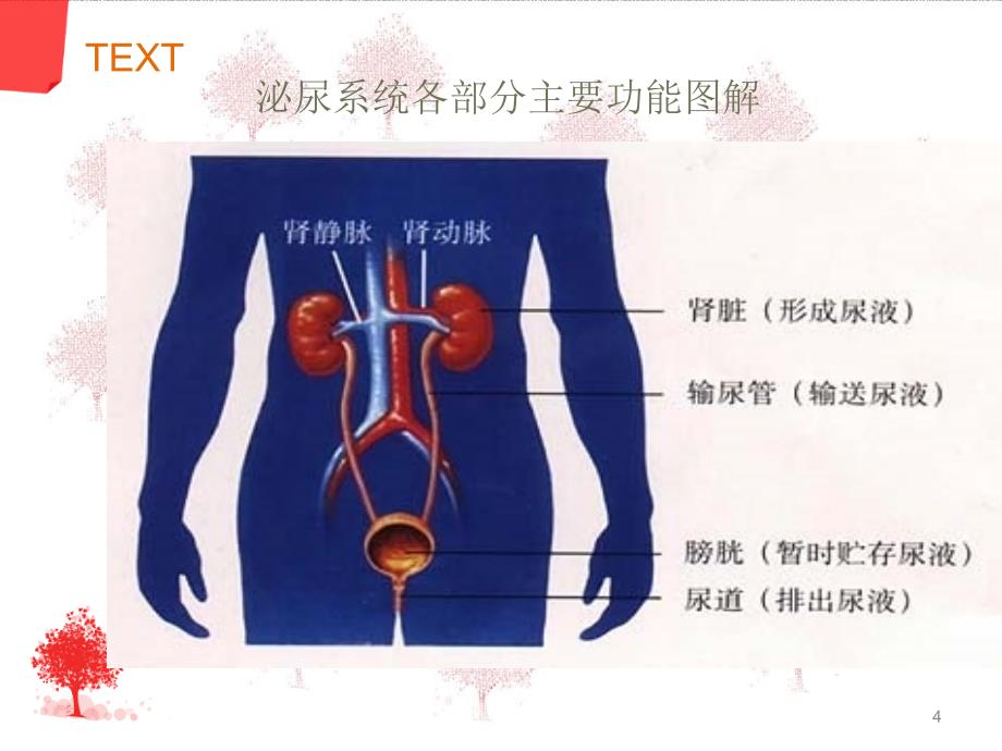 泌尿系结石的护理PPT_第4页