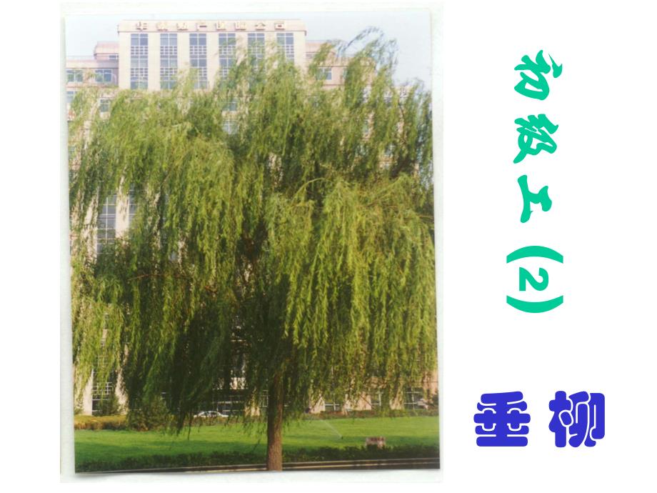 北京市园林绿化工考试要求识别的植物(初级工40种)精编版_第2页