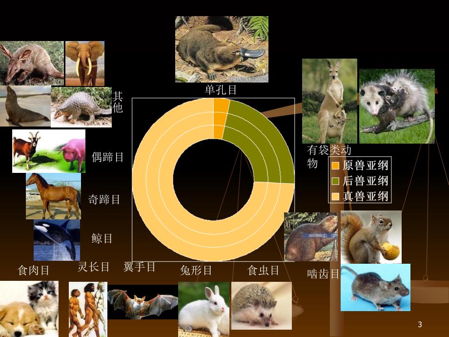 哺乳动物的起源进化（课堂PPT）_第3页