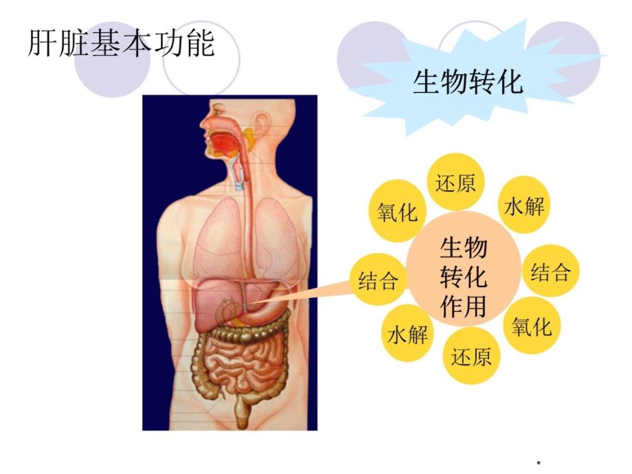 肝脏功能检查讲义教材_第4页