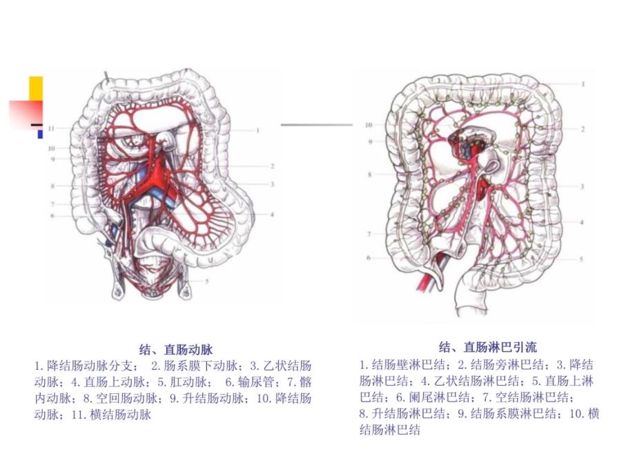 结肠、直肠肛管疾病教学教案_第4页