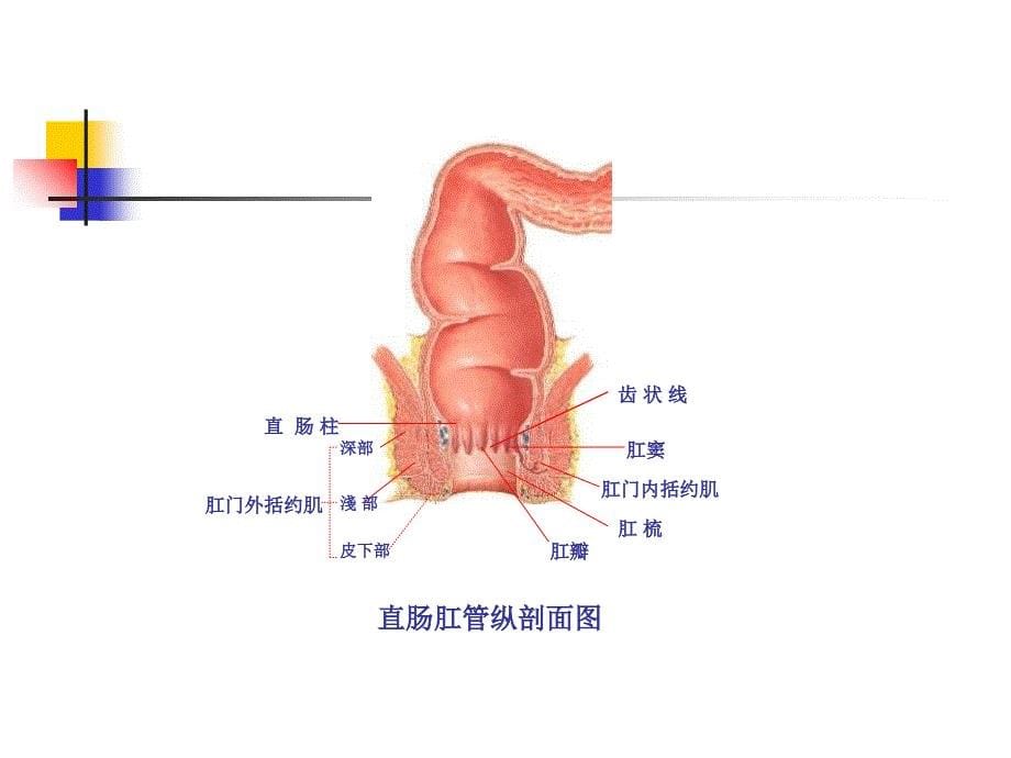 结肠、直肠肛管疾病教学教案_第5页