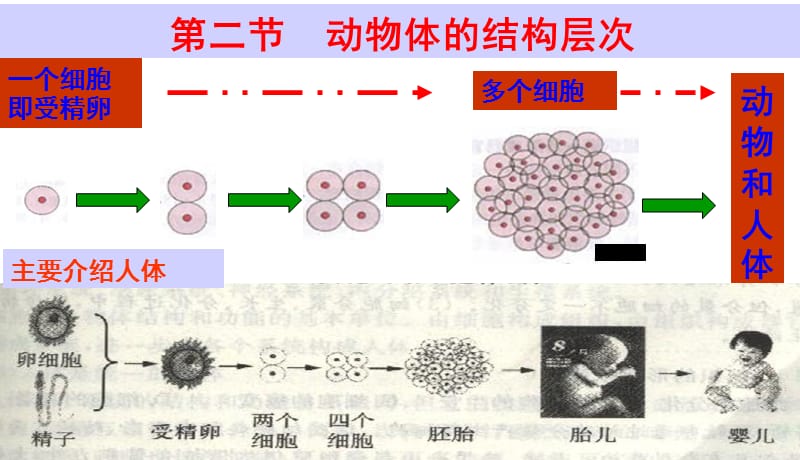 人教版初中初一七年级生物上册人教版动物体的结构层次精品课件_第3页