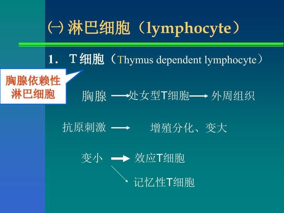 免疫系统演示教学_第5页