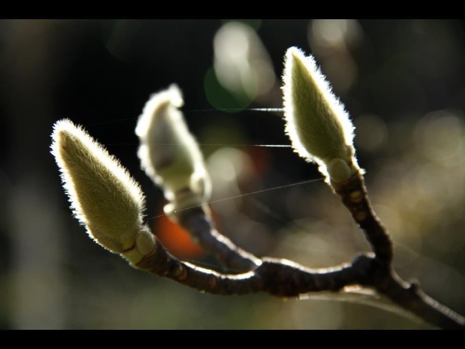 花卉62654知识课件_第5页