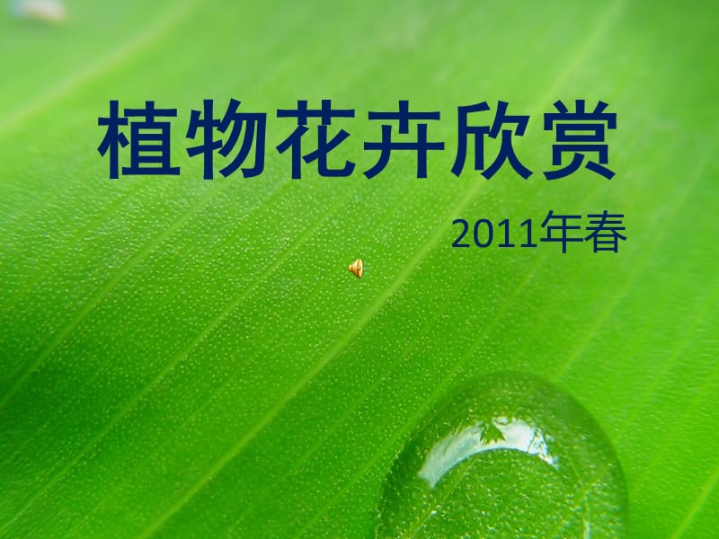 花卉欣赏教学提纲_第1页