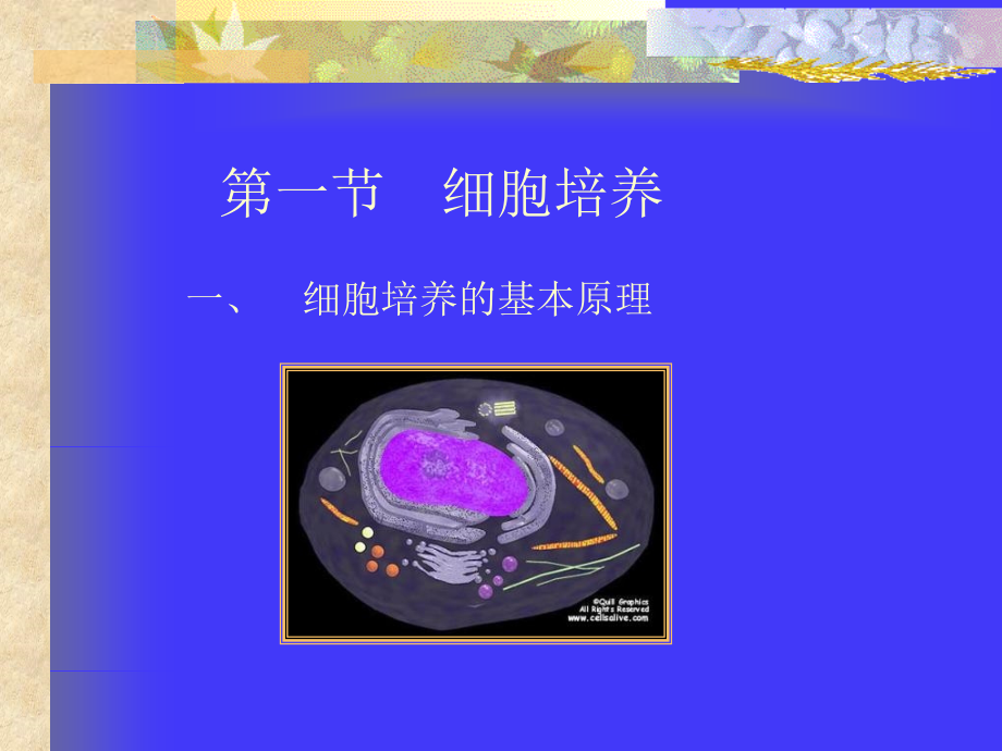 口腔细菌的培养及应用知识课件_第2页