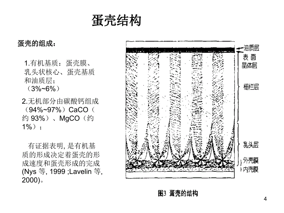 影响鸡蛋内部质量和蛋壳质量的因素-文档资料_第4页