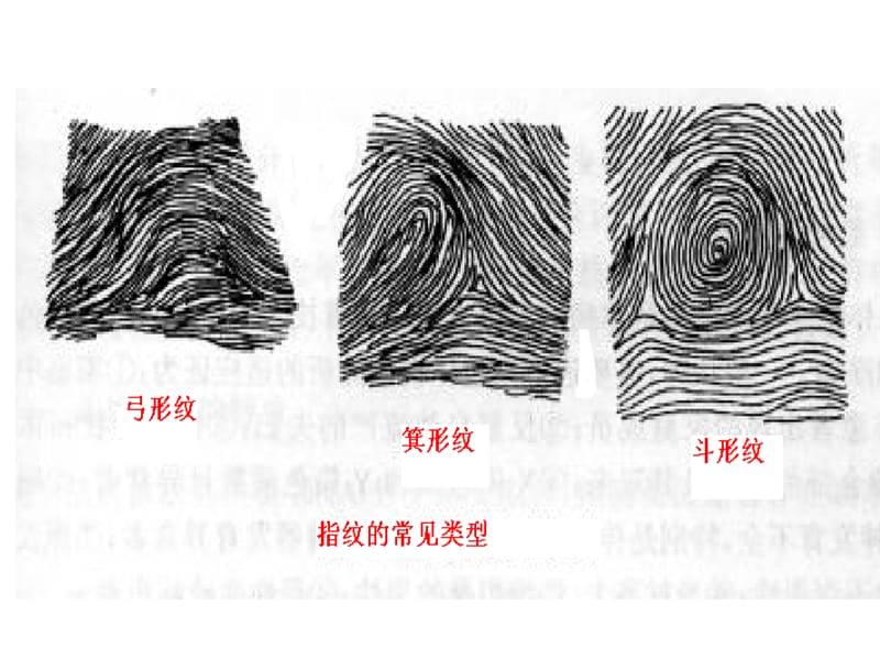 人类皮纹的观察分析-文档资料_第4页