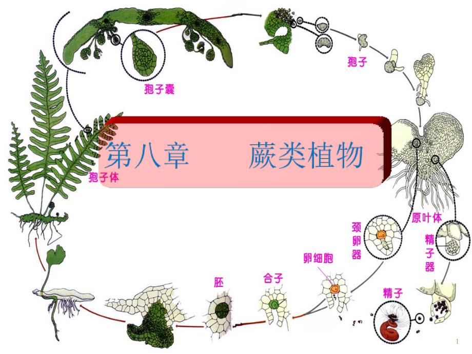 蕨类植物简介-文档资料_第1页