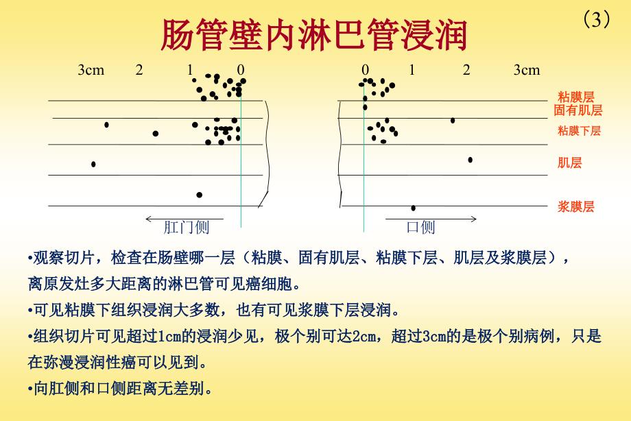 结肠直肠淋巴流向培训教材_第3页