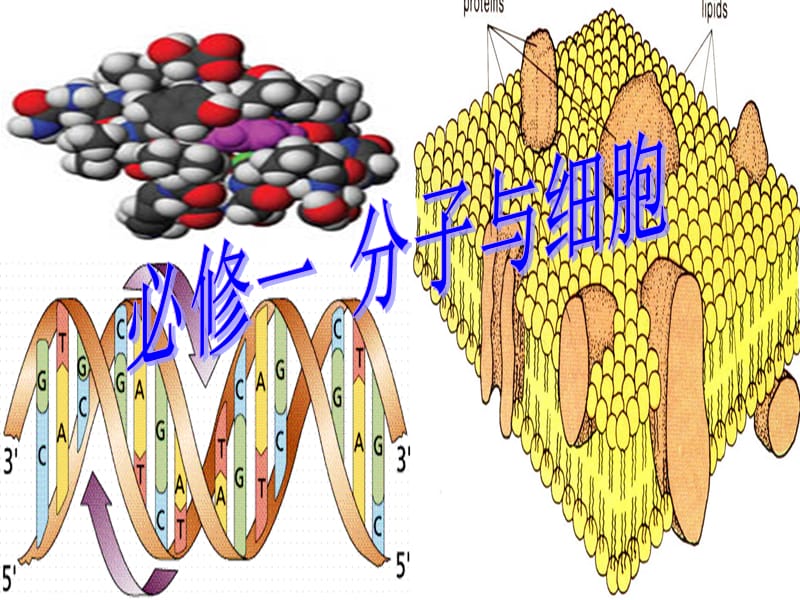 必修1分子与细胞总复习(5、6章)_第1页