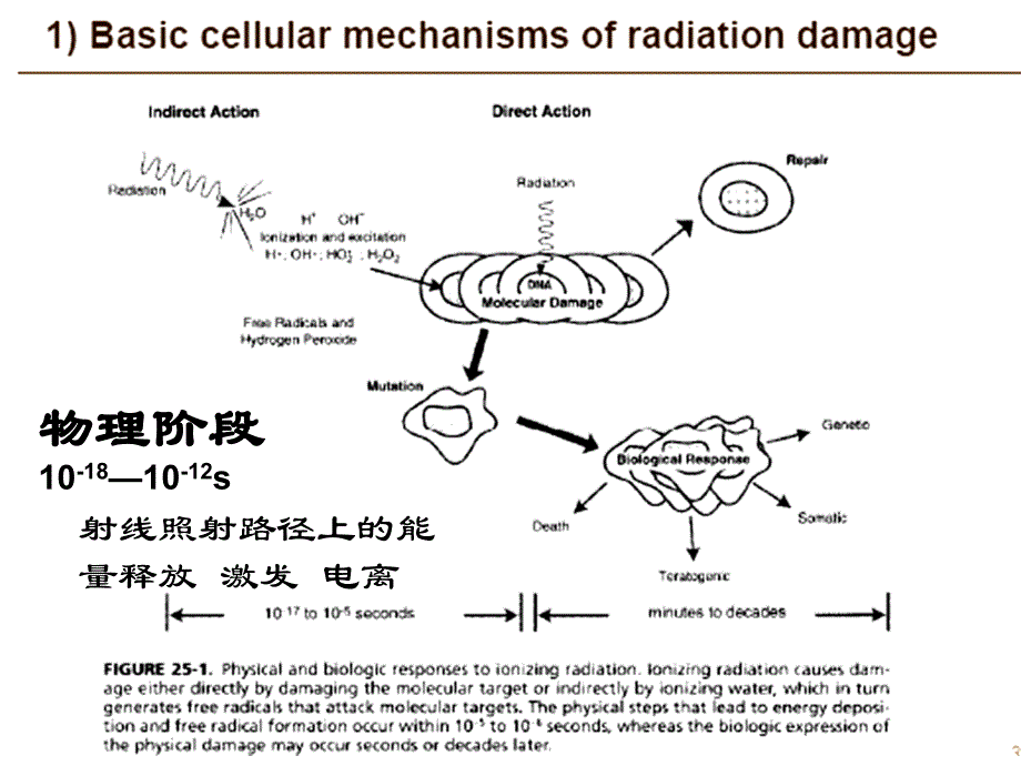 临床放射生物学基础课件_第4页