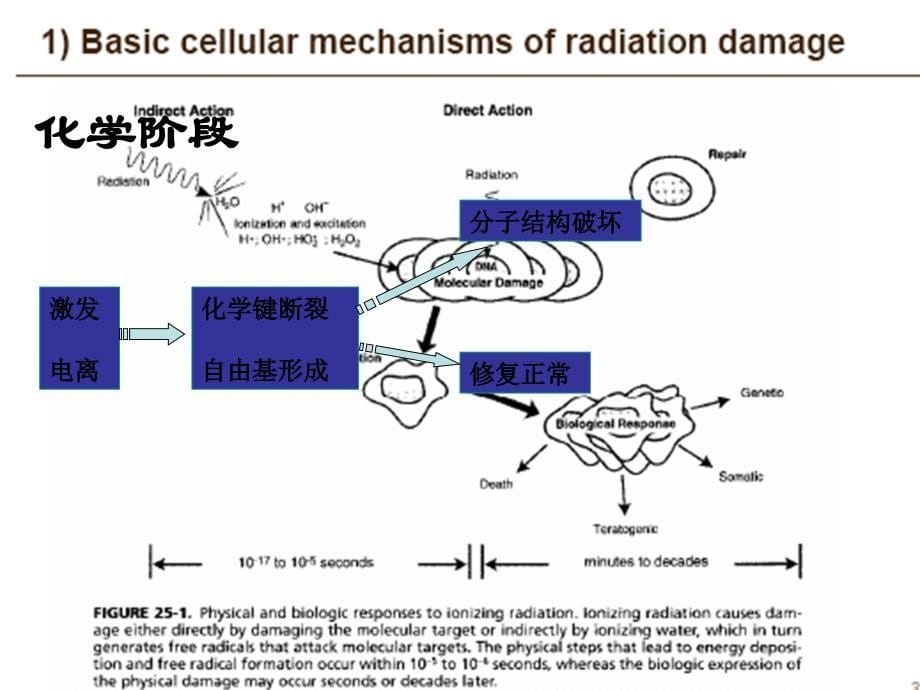 临床放射生物学基础课件_第5页