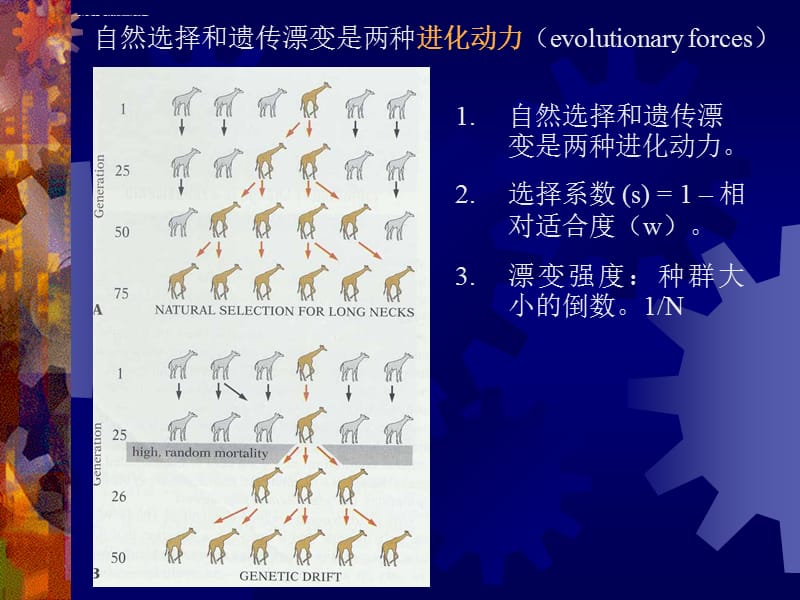 第五章生物种及其变异与进化课件_第5页