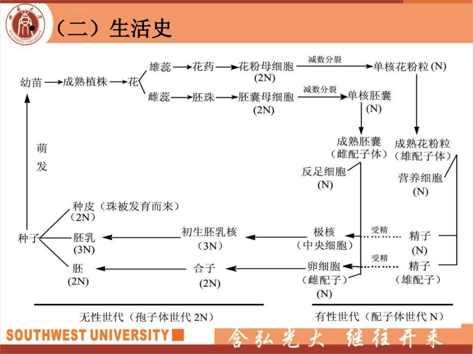 第五章观赏被子植物课件_第3页