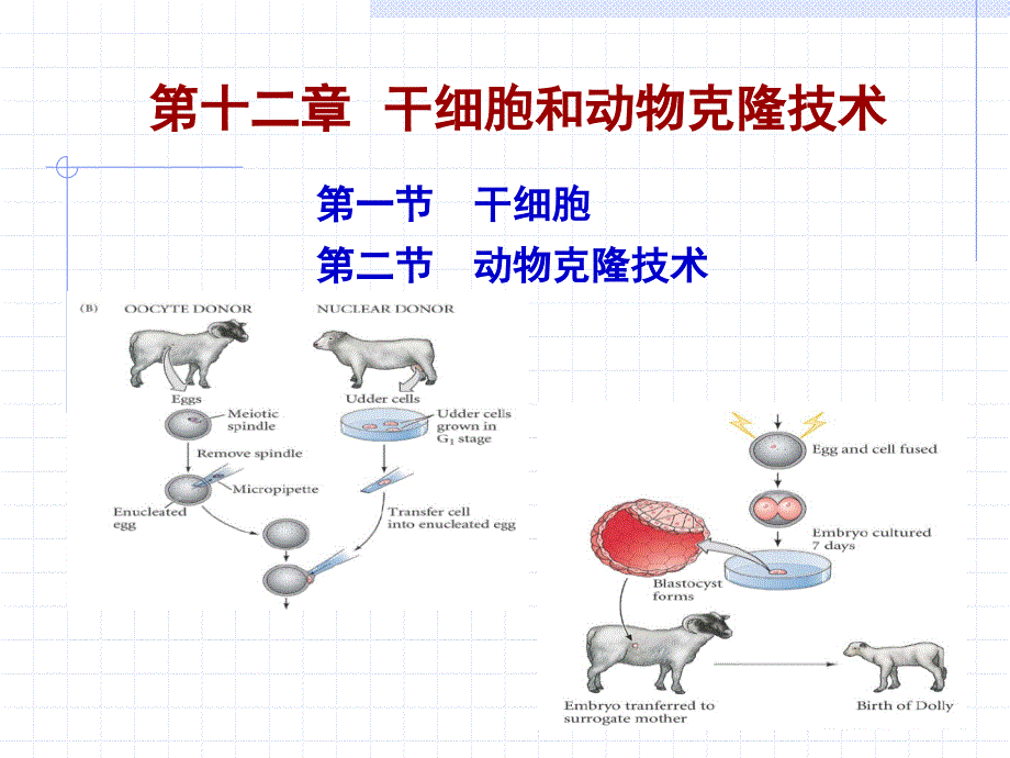 2013=第12章 干细胞和动物克隆课件_第1页