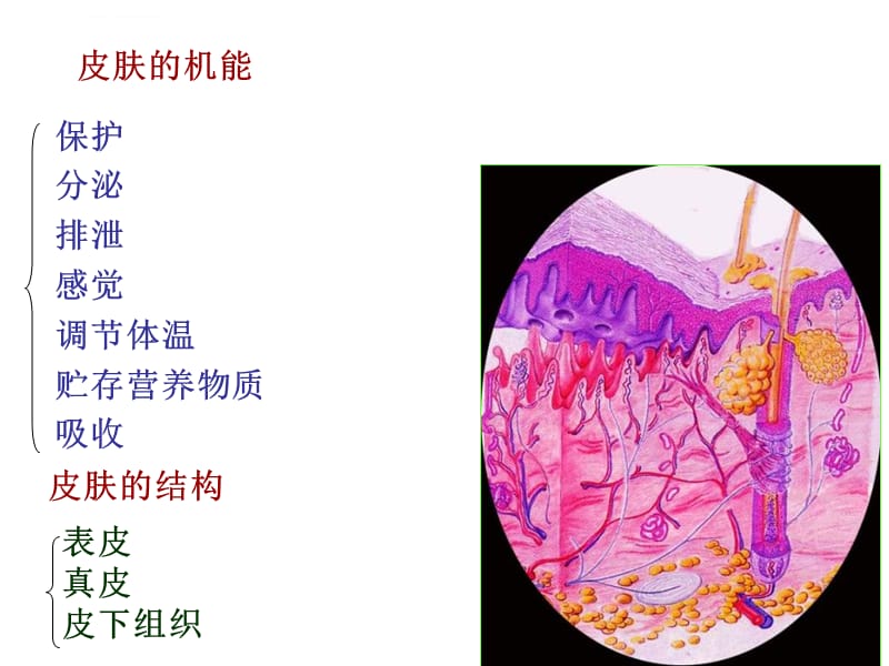 第二章被皮系统课件_第2页