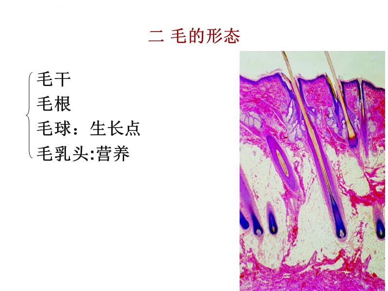 第二章被皮系统课件_第4页