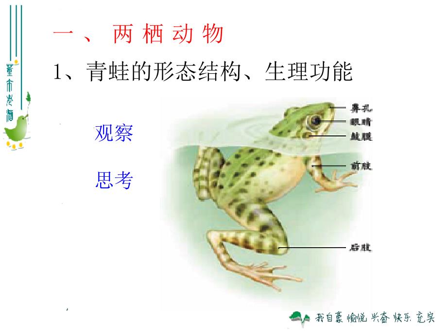 第五节两栖动物和爬行动物ptt课件_第3页