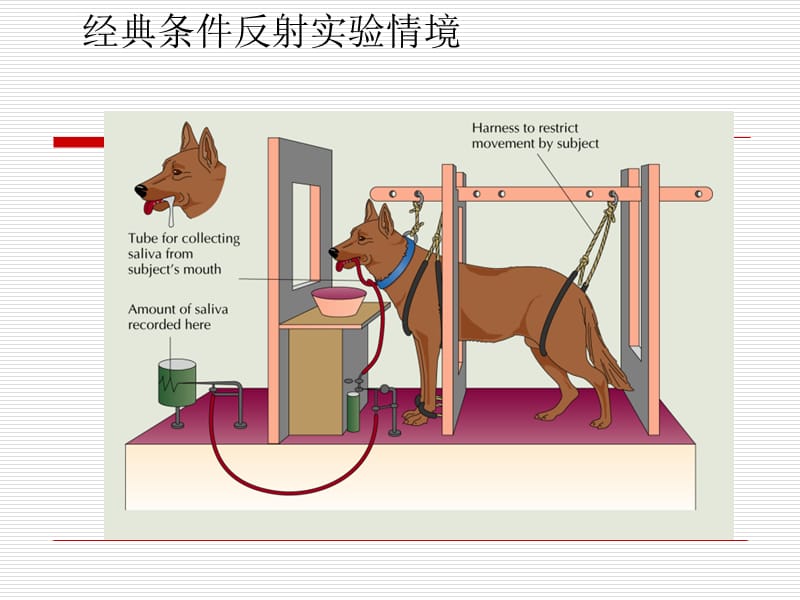 第二章行为矫正的理论基础课件_第3页