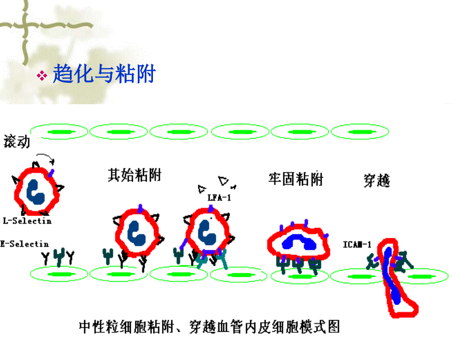 第八章黏附分子课件_第4页