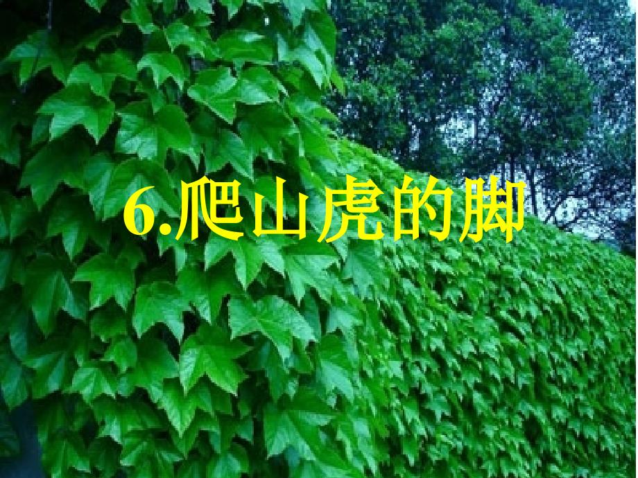 (课堂教学课件1)爬山虎的脚_第1页