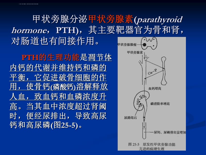 第二节原发性甲状旁腺功能亢进课件_第5页