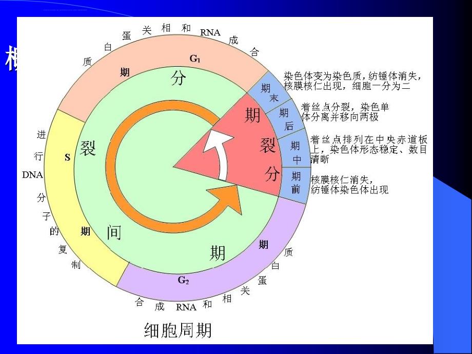 第八篇抗恶性肿瘤药物和影响免疫课件_第2页