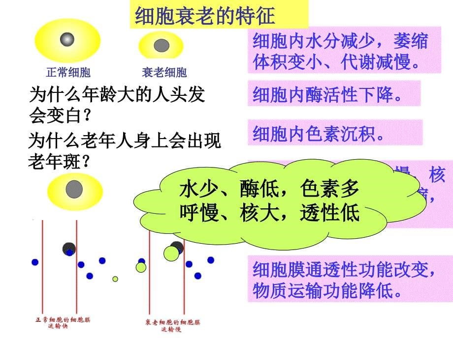 2010细胞的衰老、凋亡、癌变课件_第5页