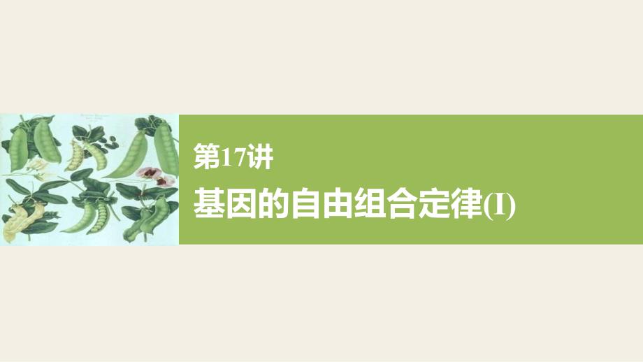 备战2021届高考生物一轮专题复习第17讲基因的自由组合定律(Ⅰ)-课件_第1页