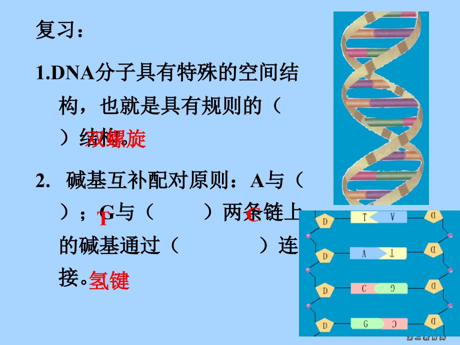 2006年广东地区高二生物DNA复制教学课件 新课标 人教版_第2页