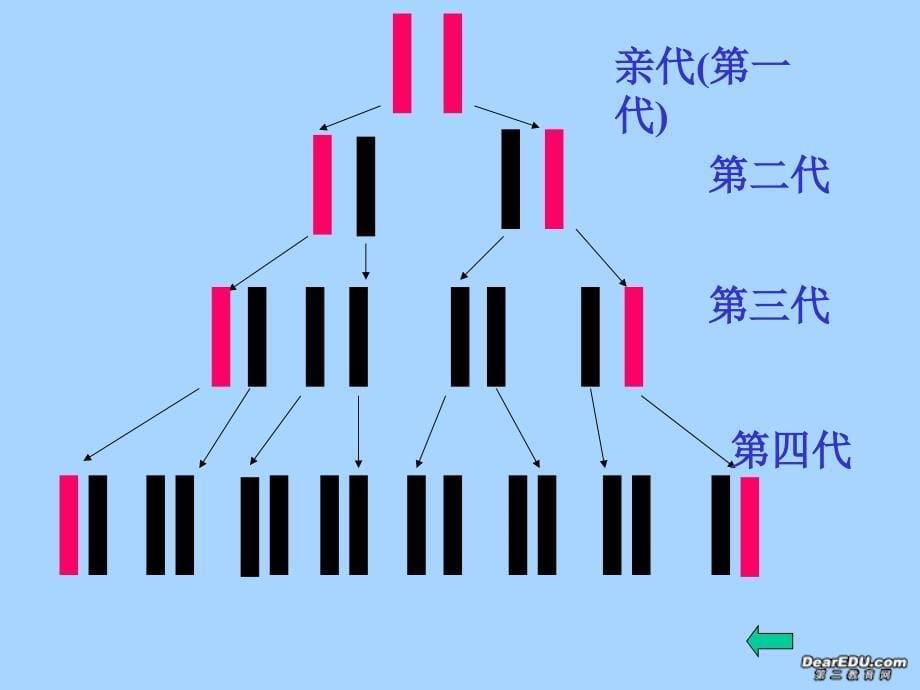 2006年广东地区高二生物DNA复制教学课件 新课标 人教版_第5页