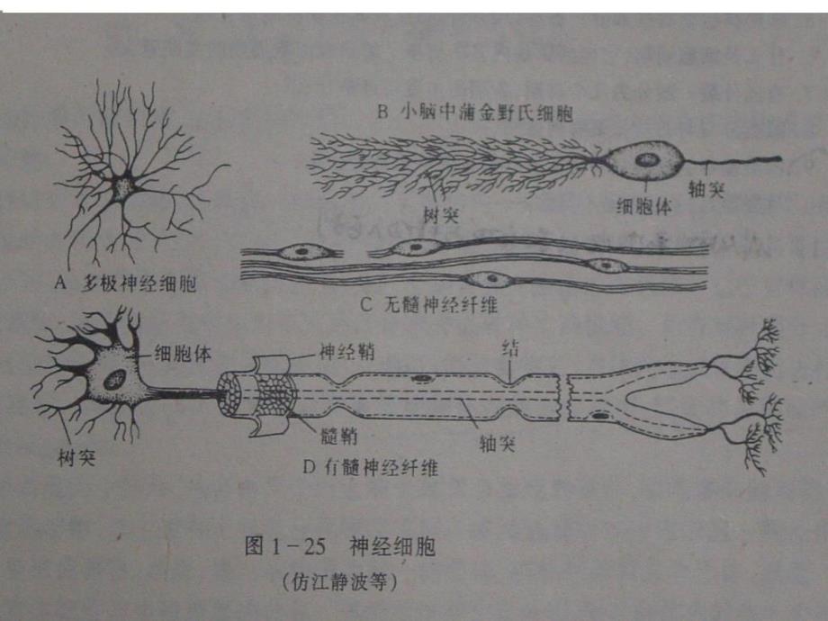 第二章行为的生理基础课件_第4页