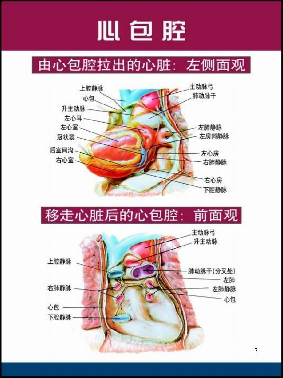 心脏及冠脉血管心脏传导系统解剖图(高清)-文档资料_第3页