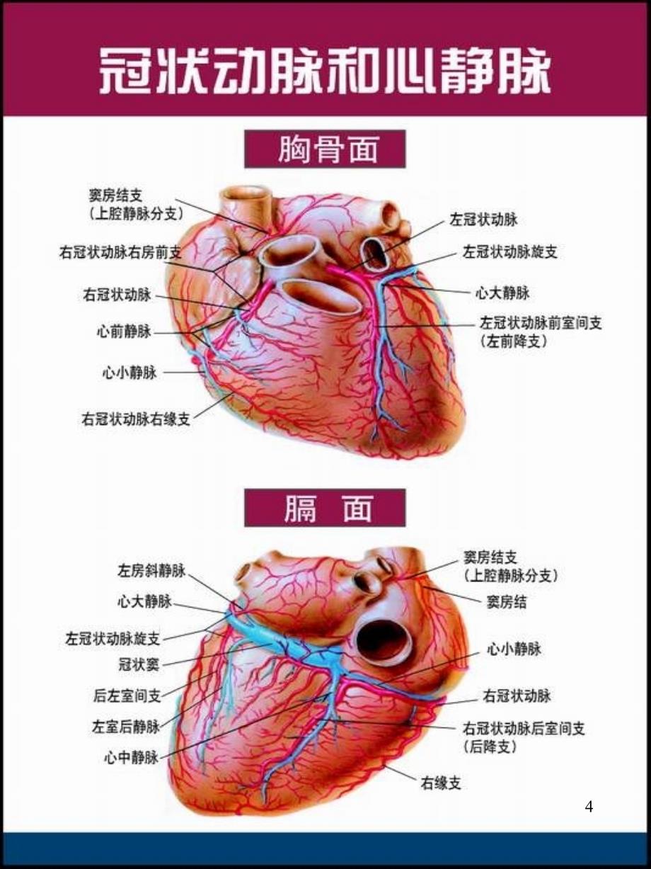 心脏及冠脉血管心脏传导系统解剖图(高清)-文档资料_第4页