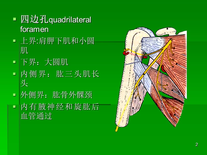 局部解剖学三边孔及四边孔-文档资料_第2页