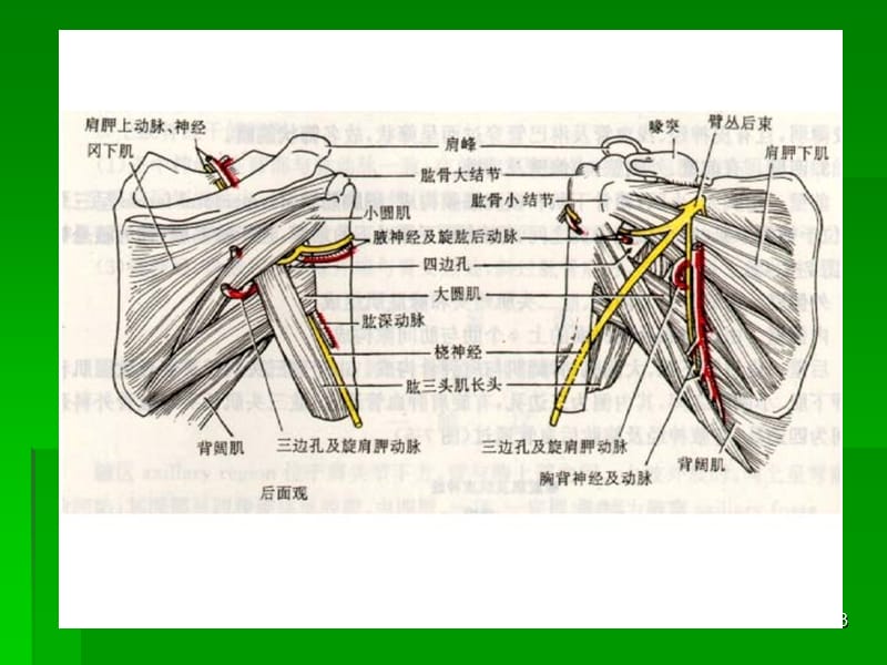 局部解剖学三边孔及四边孔-文档资料_第3页