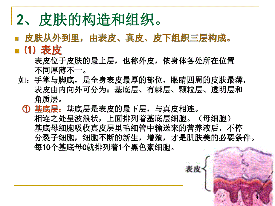 皮肤知识-文档资料_第4页