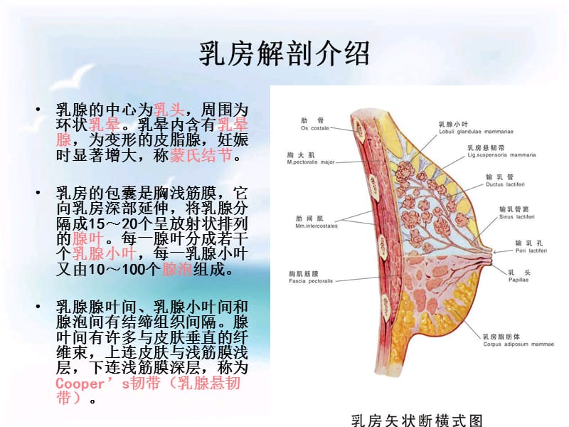 急性乳腺炎护理-文档资料_第4页