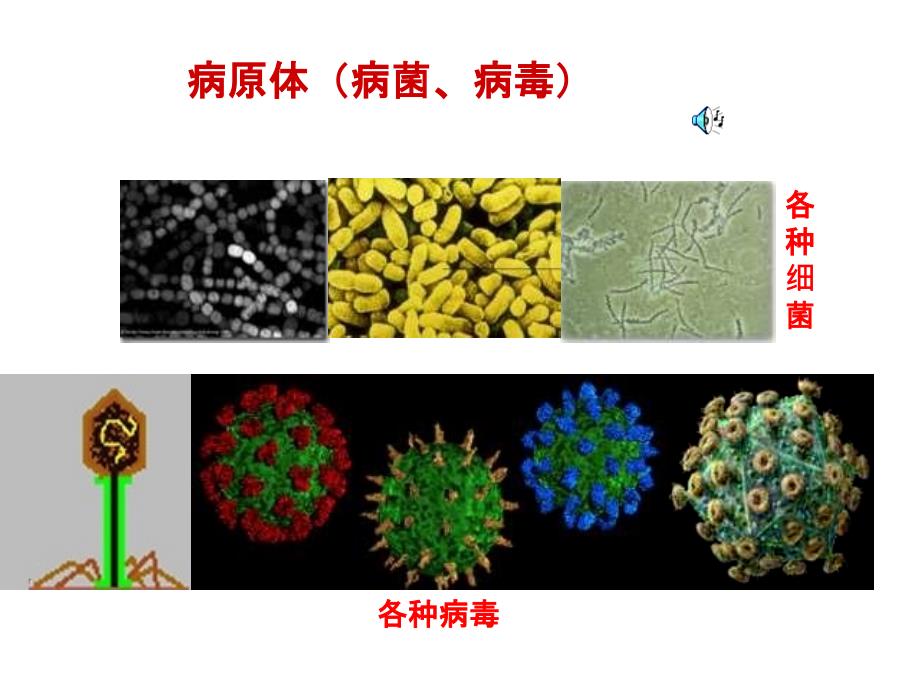 湖南省怀化市溆浦县第三中学高中生物必修32.4免疫调节第一课时_第1页