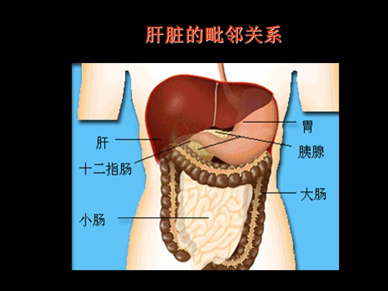 肝脏超声诊断-文档资料_第5页