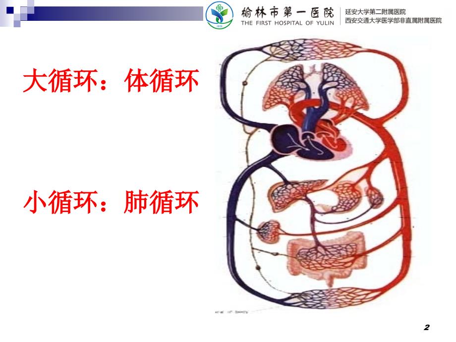 心脏血管解剖-文档资料_第2页