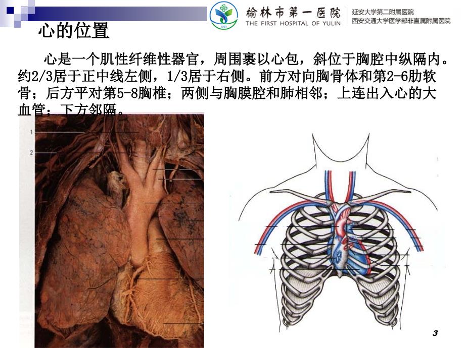 心脏血管解剖-文档资料_第3页