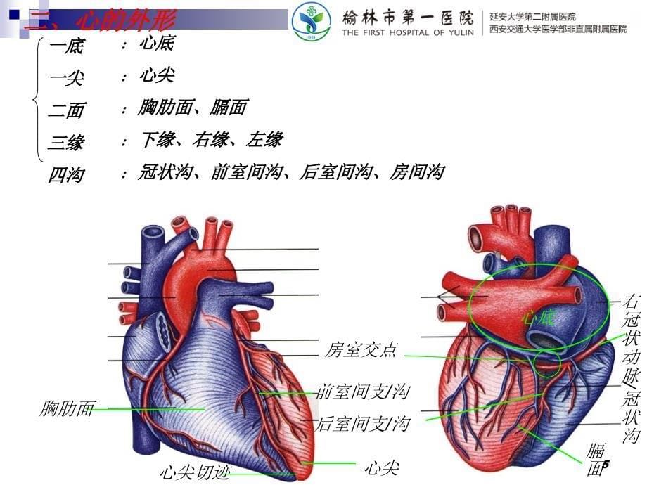 心脏血管解剖-文档资料_第5页