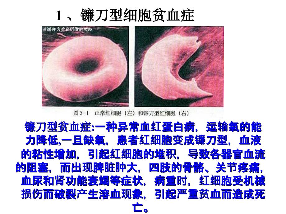 高中生物人教精品课件系列选修3专题2课题1植物细胞工程的基本技术2_第4页