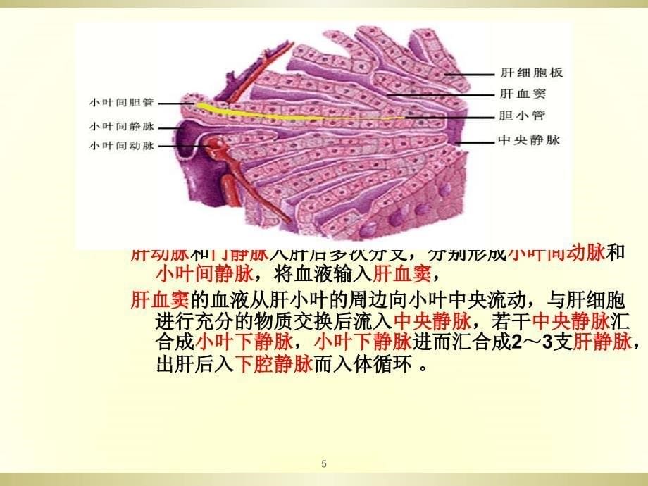 门静脉解剖-文档资料_第5页