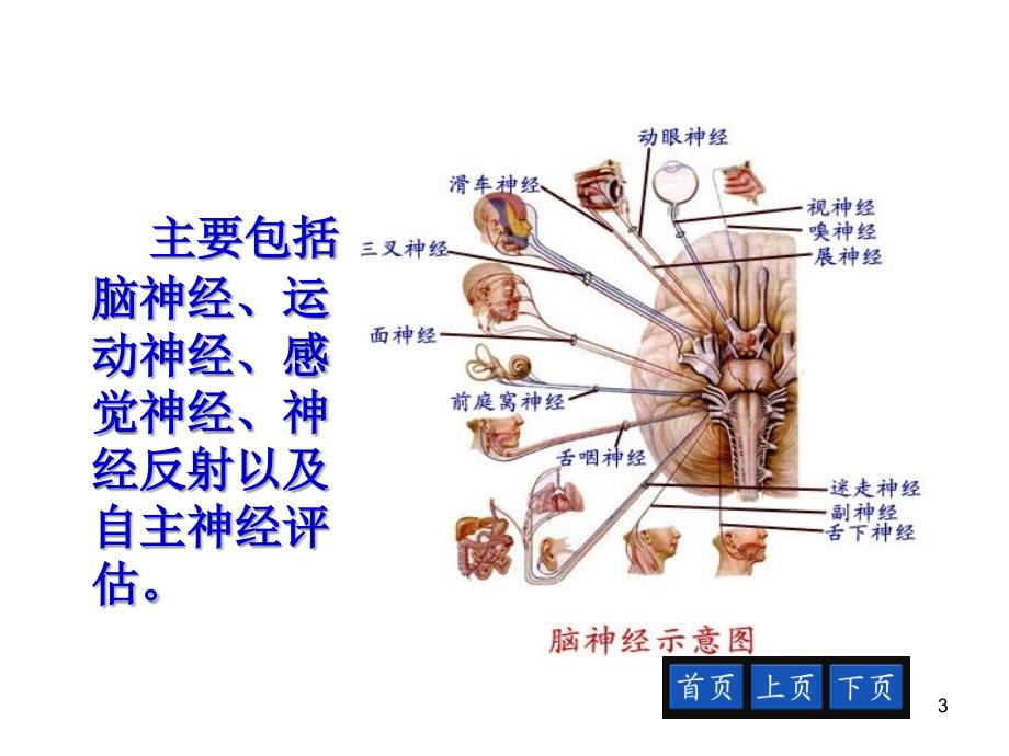 神经系统评估-文档资料_第3页